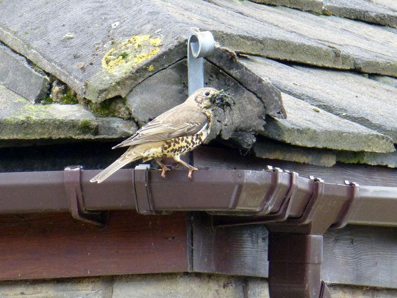 Mistle Thrush